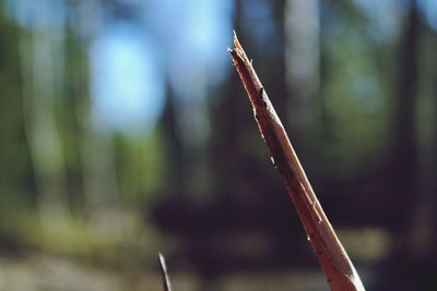 Close-up of plant against blurred background