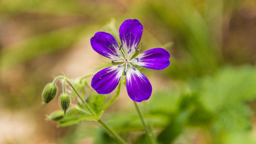 Close-up of purple flowering plant