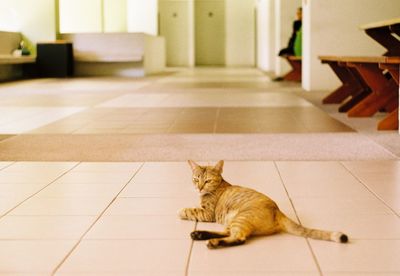 Cat relaxing on floor at home