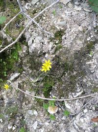 Close-up of flowers