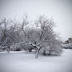 Bare trees on snow covered field