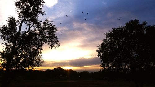 Bird flying over sea at sunset