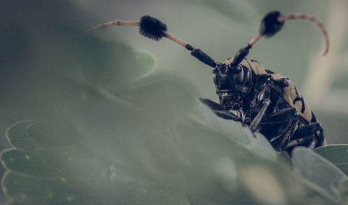 Close-up of insect on flower