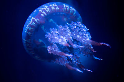 Close-up of jellyfish swimming in sea