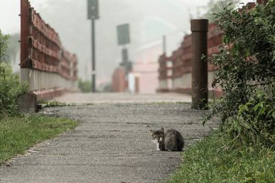 Cat in a building