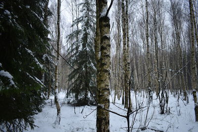 Trees in forest during winter