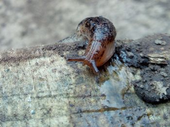 Close-up of slug