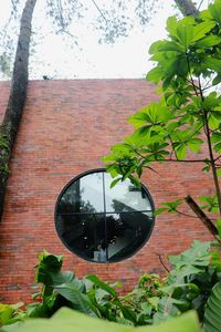 Close-up of potted plant against building