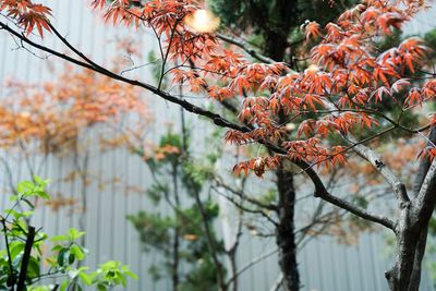 Scenic view of red leaves on tree
