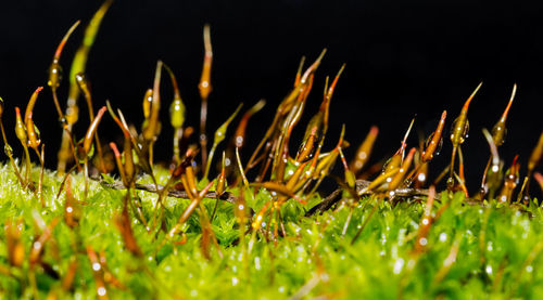 View of plants at night