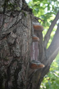 Close-up of lizard on tree trunk in forest