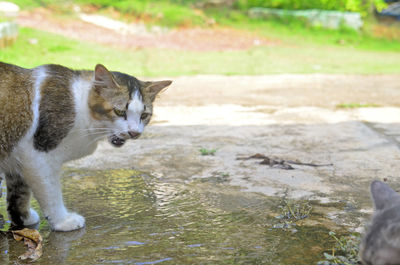 Cat with angry face while drink a water