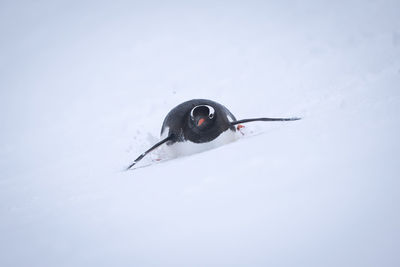 Gentoo penguin descends snowy slope on belly