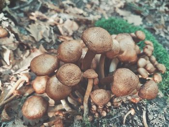 High angle view of mushrooms growing on field