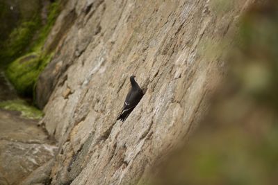 Bird perching on a tree