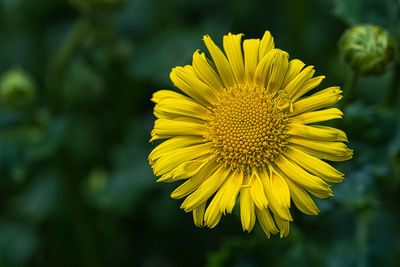 Close-up of yellow flower