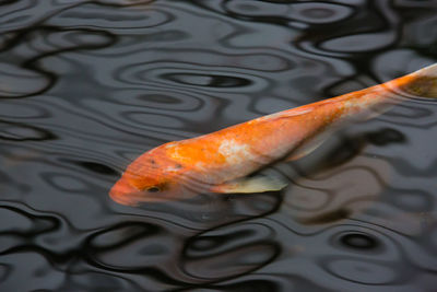 Close-up of koi carps swimming in water