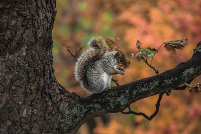 Close-up of squirrel on tree trunk