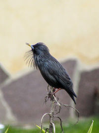 Close-up of bird perching on plant