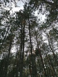 Low angle view of trees in forest