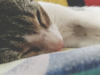 Close-up of dog sleeping