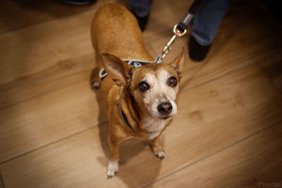 High angle portrait of dog on hardwood floor