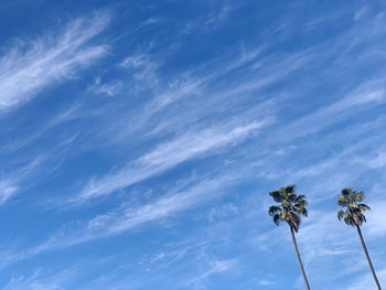 Twin palm trees high in a blue cloud-streaked sky