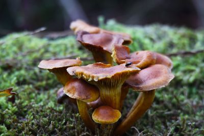 Close-up of mushroom growing on field