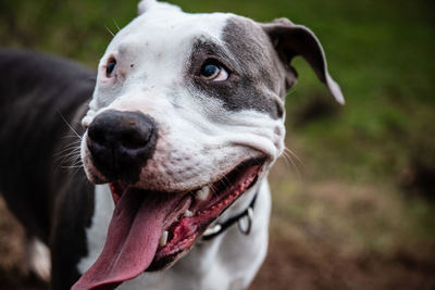 Close-up of dog looking away