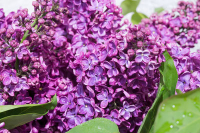 Close-up of purple flowering plants