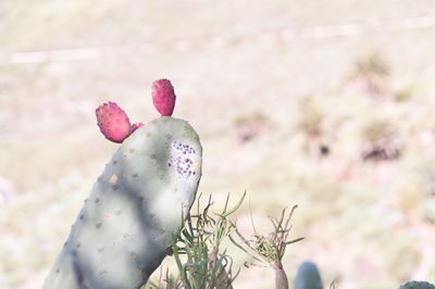 Close-up of succulent plant