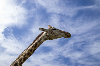 Low angle view of giraffe