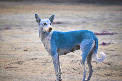 Portrait of dog standing on field