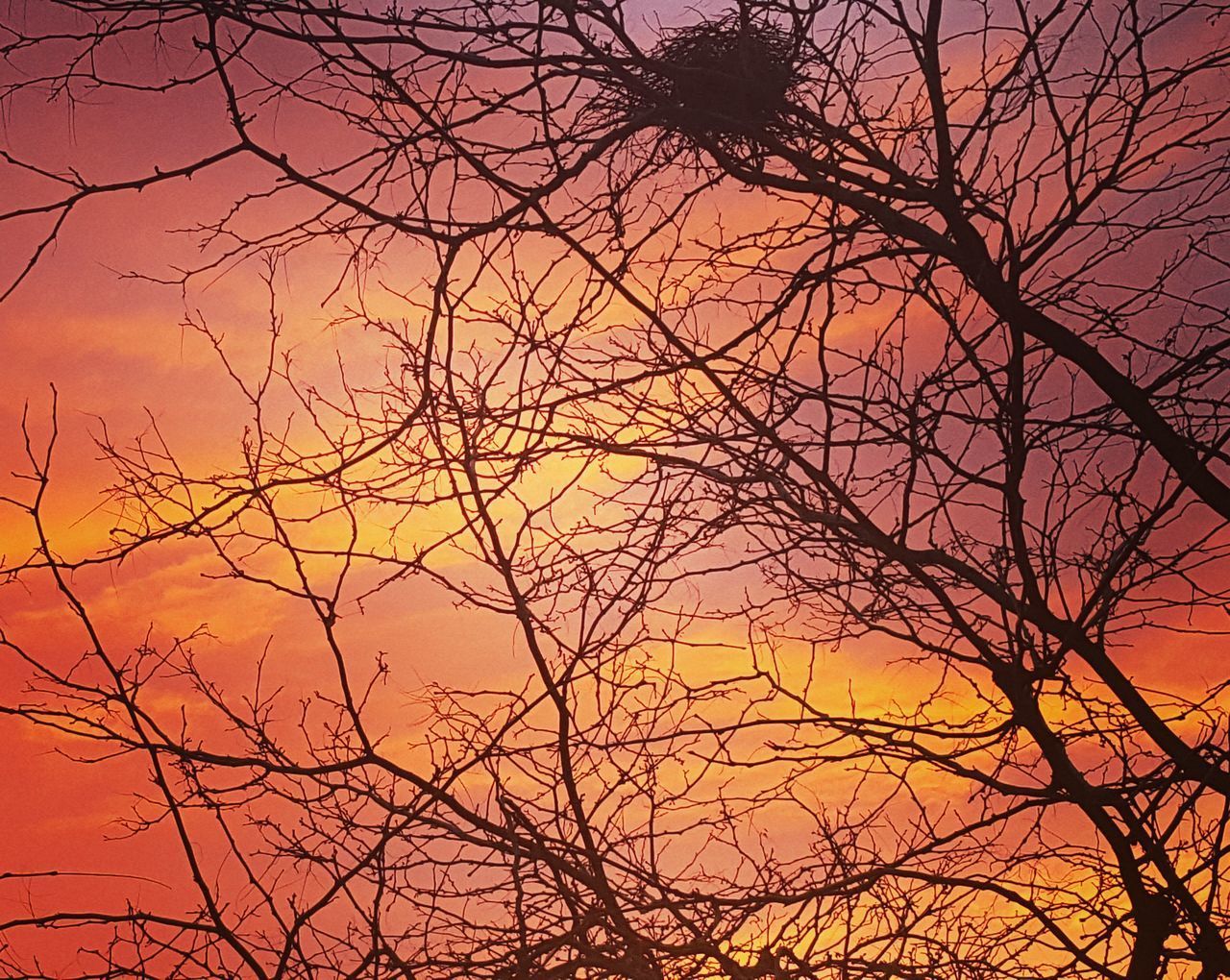 LOW ANGLE VIEW OF BARE TREE AGAINST ORANGE SKY
