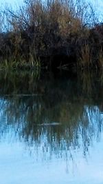 Reflection of trees in water