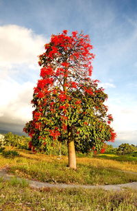 Red flowering tree on field against sky