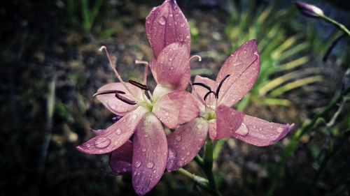 Close-up of pink flower