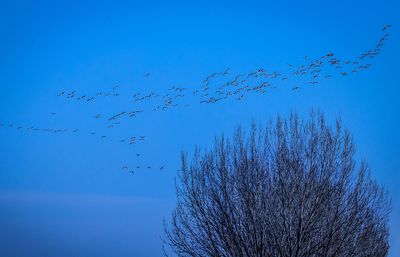 Low angle view of birds flying against blue sky