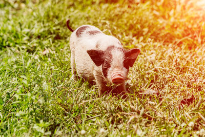 Portrait of a rabbit on field