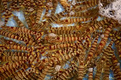 Full frame shot of tiger prawns under clear water 