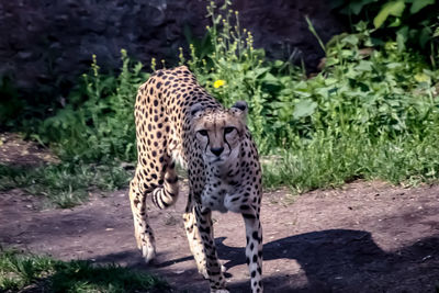 Tiger walking in a zoo