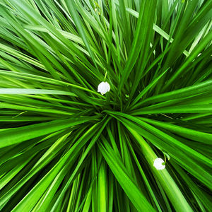 Full frame shot of palm tree