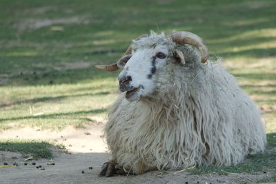 Sheep in a field