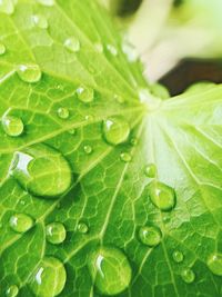 Close-up of water drops on leaf