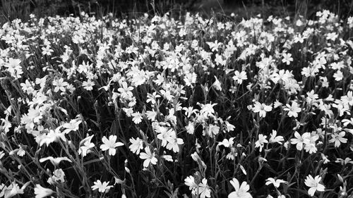 Full frame shot of flowers in field