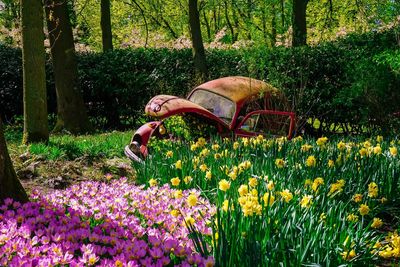 Man and flowering plants on field