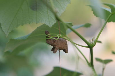 Close-up of dry leaves on plant