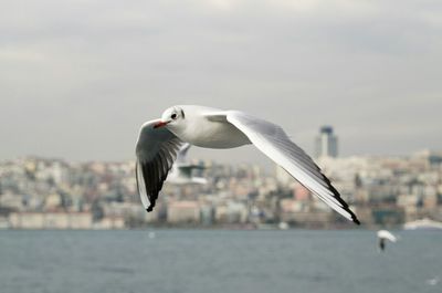 Seagull flying over white background