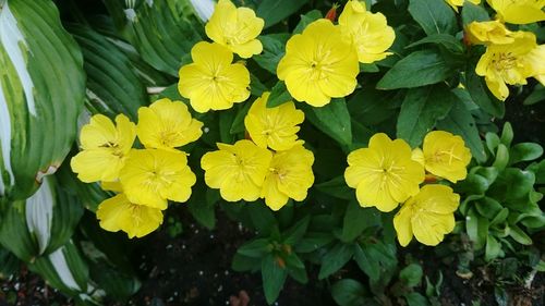 Close-up of yellow flowers