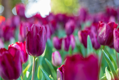 Close-up of pink tulips